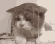 cat-kitty.gif