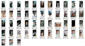 HXX.webp