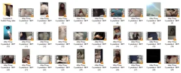 ACD.webp