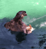 200.gif