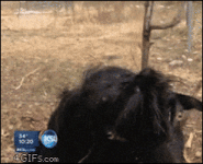 200.gif 200.gif