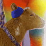 200.gif 200.gif