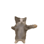 happy-happy-happy-cat.gif