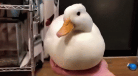 duck-disappears.gif