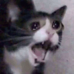 sad-gatos.gif