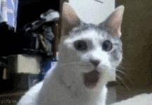 200.gif 200.gif