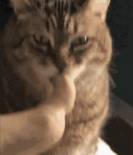 kit-cat.gif kit-cat.gif