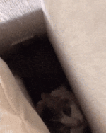 200.gif