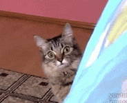 200.gif 200.gif