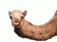 200.gif 200.gif