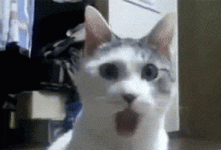 200.gif