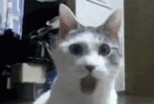 200.gif