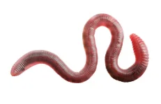 worms2.webp