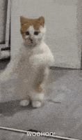 200.gif