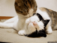 200.gif