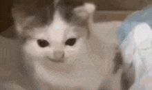 das-war-ein-befehl-das-war-ein-befehl-cat.gif