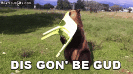 Bear Sitting GIF