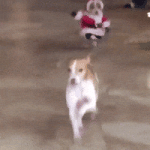 Christmas Eve Running GIF by MOODMAN Christmas Eve Running GIF by MOODMAN
