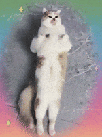 Happy Dance GIF