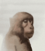 Monkey GIF Monkey GIF