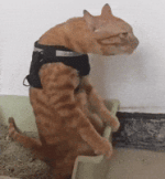 Repgifs GIF