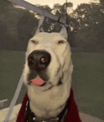 Dog Tongue GIF