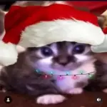 1002495497.webp