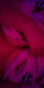 6127497127169994330.webp