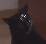 Cat Kitty GIF Cat Kitty GIF