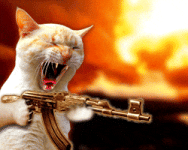 angry kitty GIF angry kitty GIF