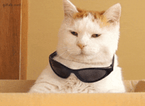 Cat GIF