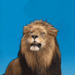 Lion Leo GIF by CSU Lion Leo GIF by CSU