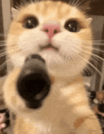 Cat Gun GIF Cat Gun GIF