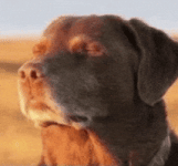Dog Relieving GIF Dog Relieving GIF