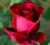 1771558798464.webp