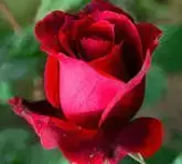 1771777615742.webp