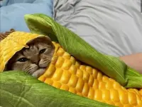 corn.webp