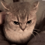 Cat Love GIF Cat Love GIF
