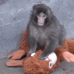 Japan Monkey GIF Japan Monkey GIF