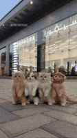 Dance Cat GIF Dance Cat GIF