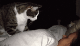 Tapping Wake Up GIF Tapping Wake Up GIF