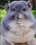Fat Rat GIF