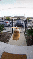 Cat Ai GIF Cat Ai GIF