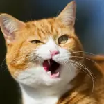 2AE14CDD-1265-470C-9B15F49024186C10_source.webp