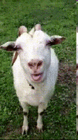 Tongue Goat GIF Tongue Goat GIF