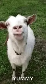 1776023729871.webp