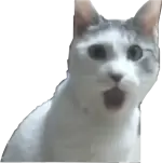 surprised-cat-meme-0ddlm3pt54hwa1rx.webp