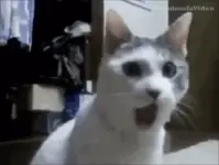 1778398963217.webp