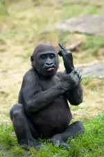 young-gorilla-sticking-up-its-middle-finger.webp