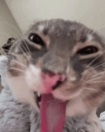 1000008071.gif